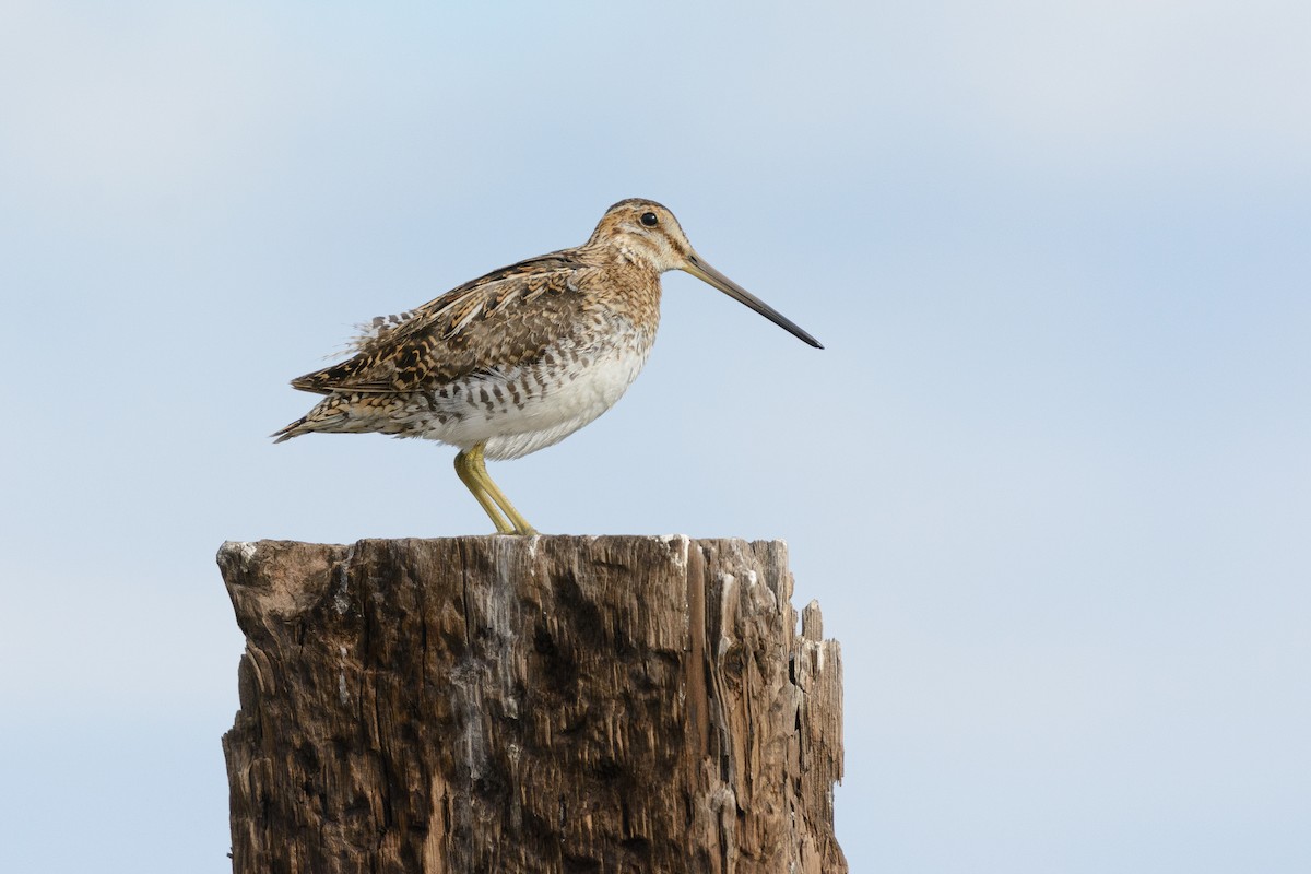Wilson's Snipe - ML588881201