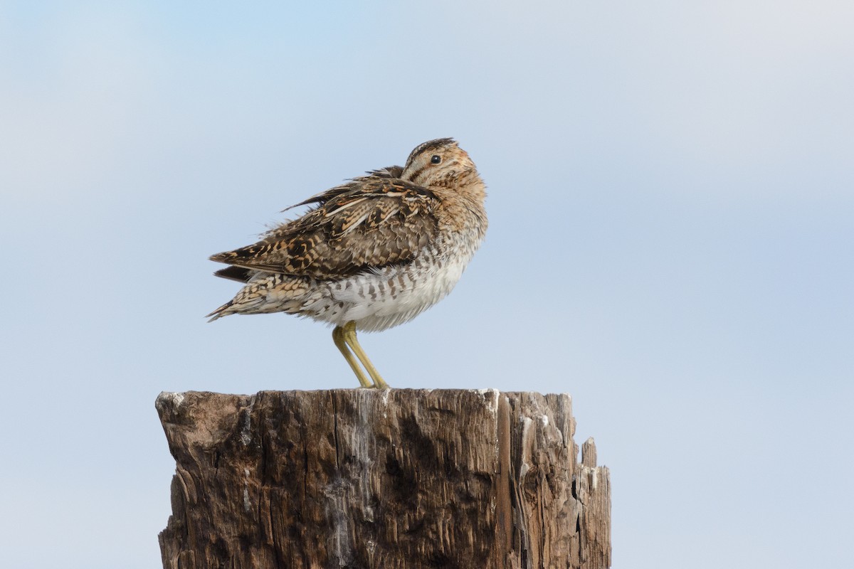 Wilson's Snipe - ML588881211