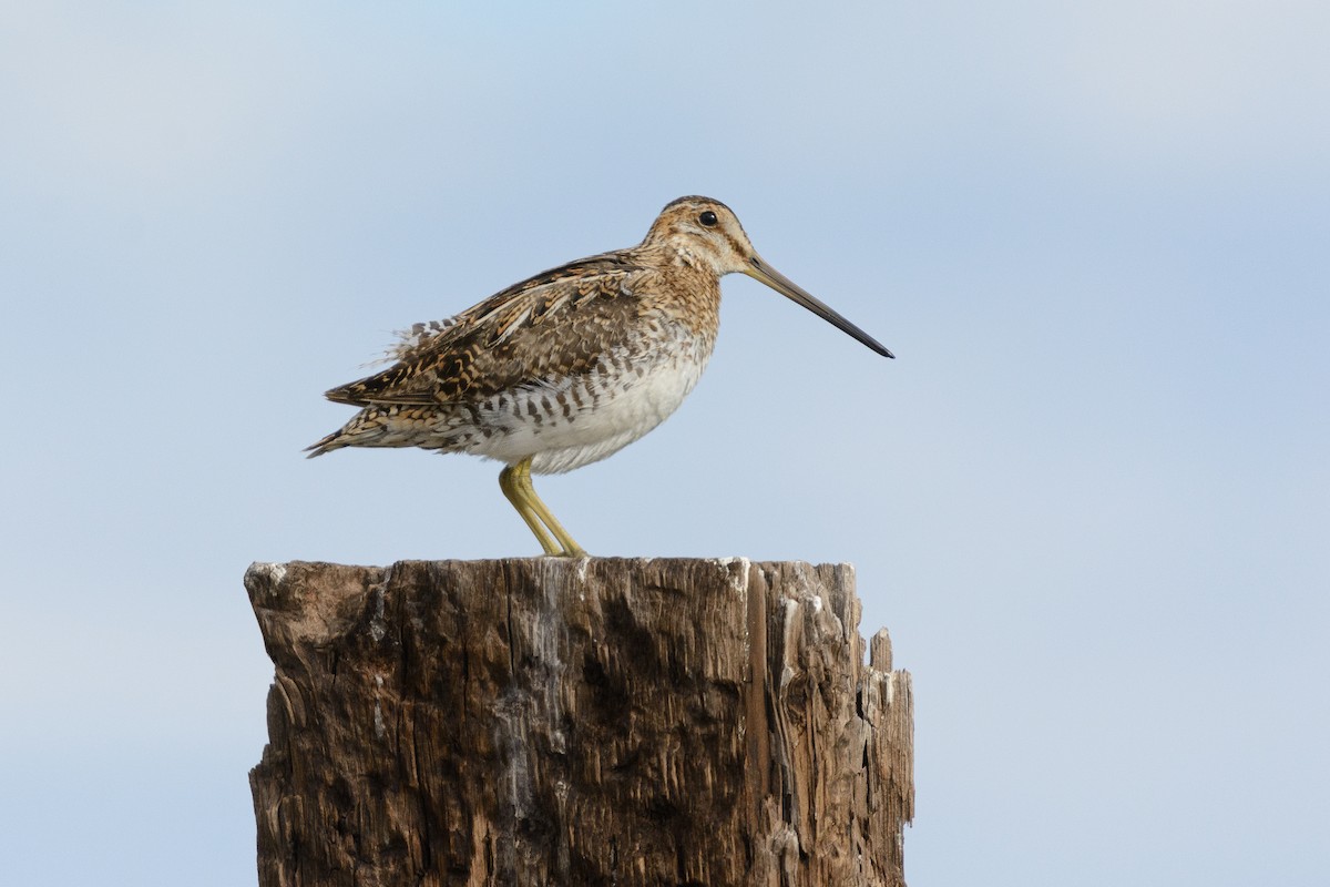 Wilson's Snipe - ML588881221