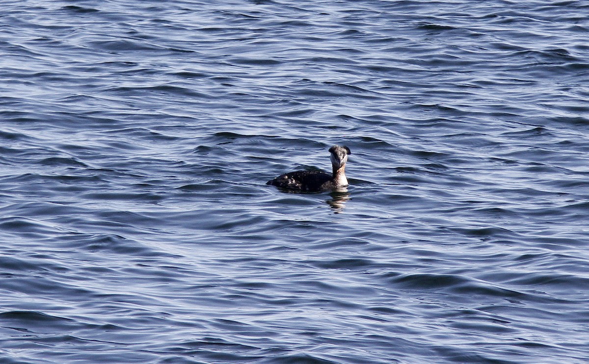 Red-necked Grebe - ML588881691