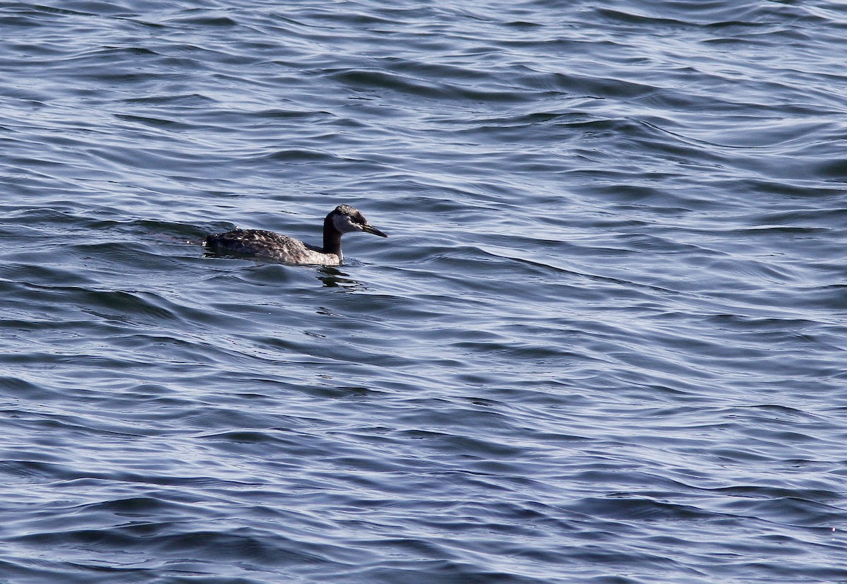 Red-necked Grebe - ML588881701