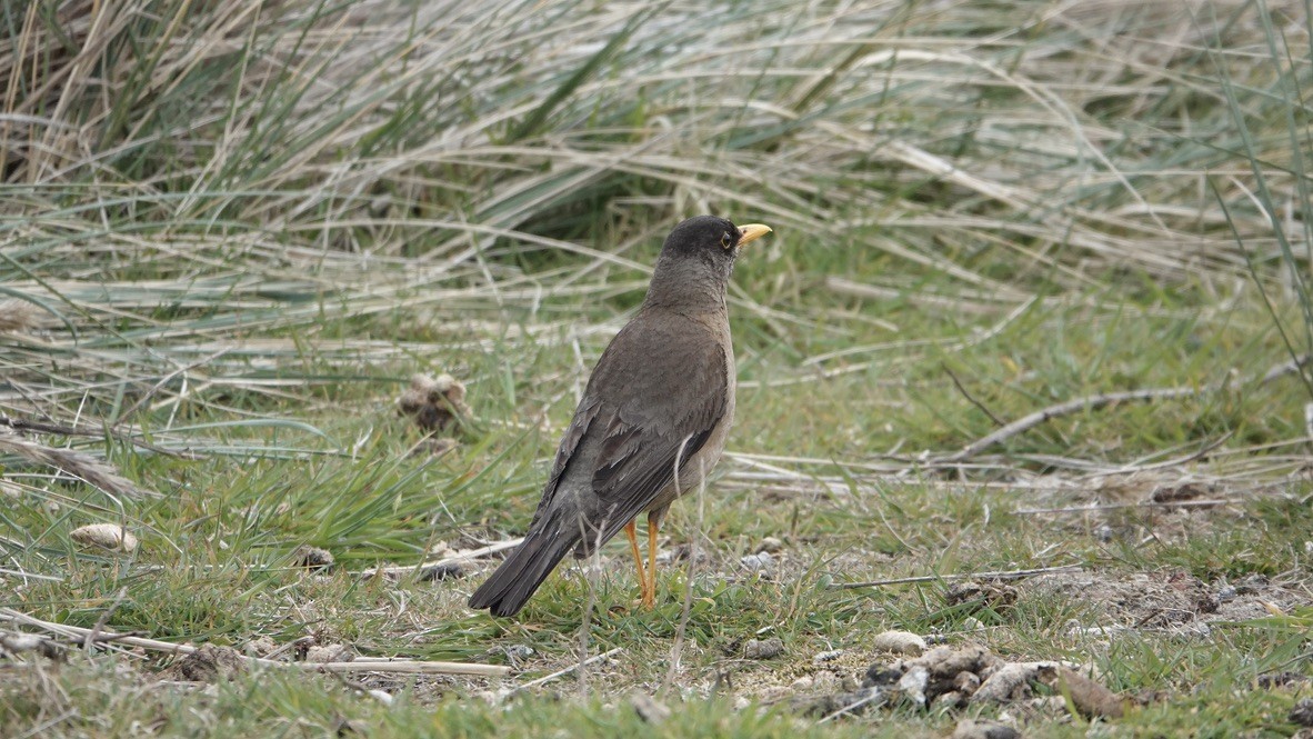 Austral Thrush - Wink Gross