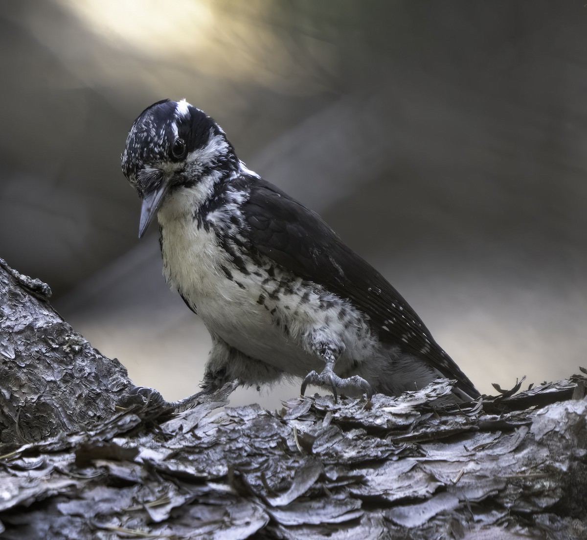 American Three-toed Woodpecker - ML588882861