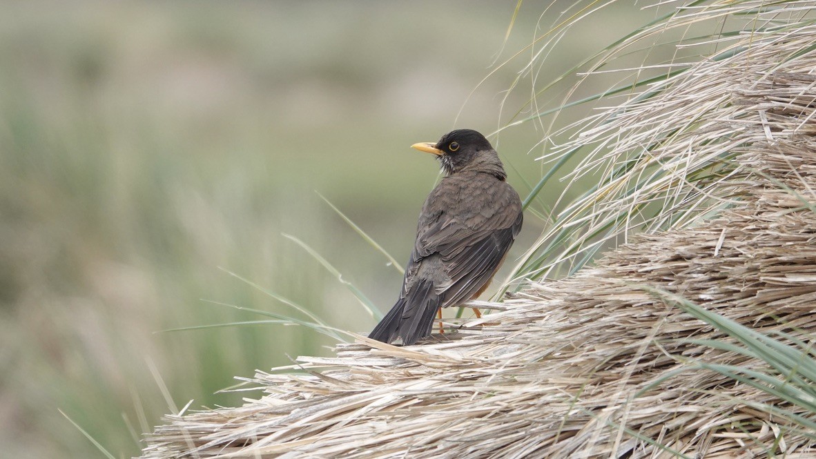 Austral Thrush - Wink Gross