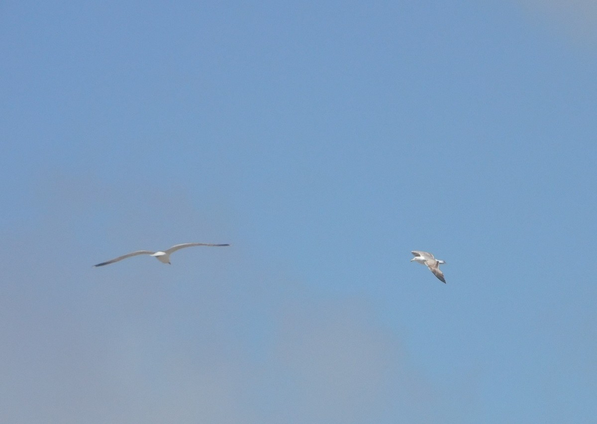 Yellow-legged Gull - ML588883481