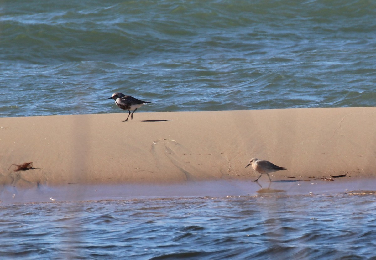 Red Knot - ML58888441