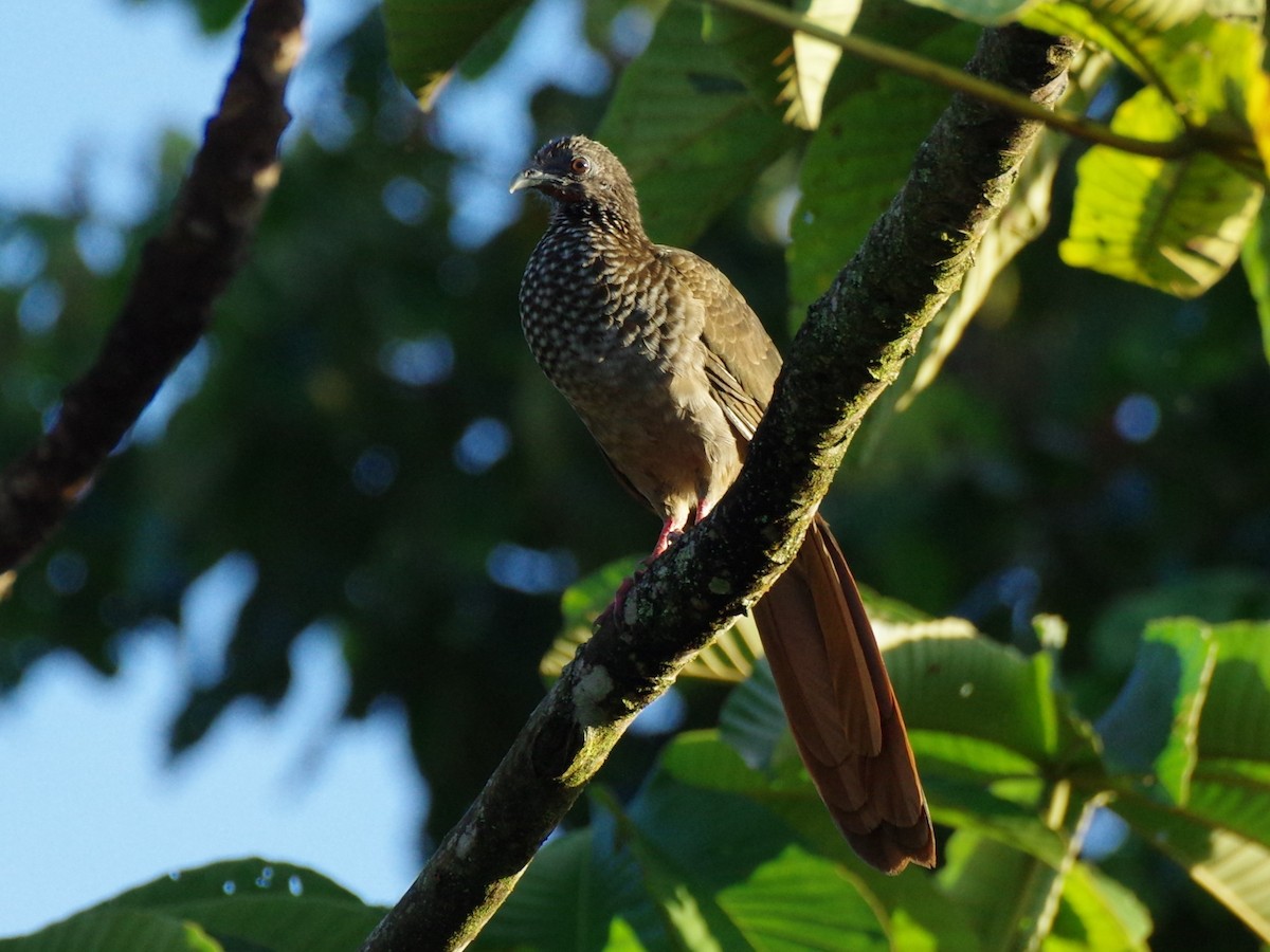 Speckled Chachalaca (Speckled) - Aaron Rushin
