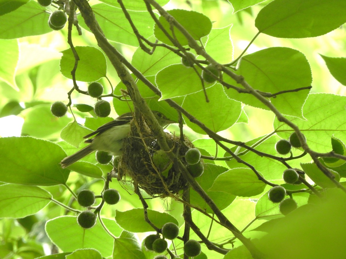 Acadian Flycatcher - ML588884991
