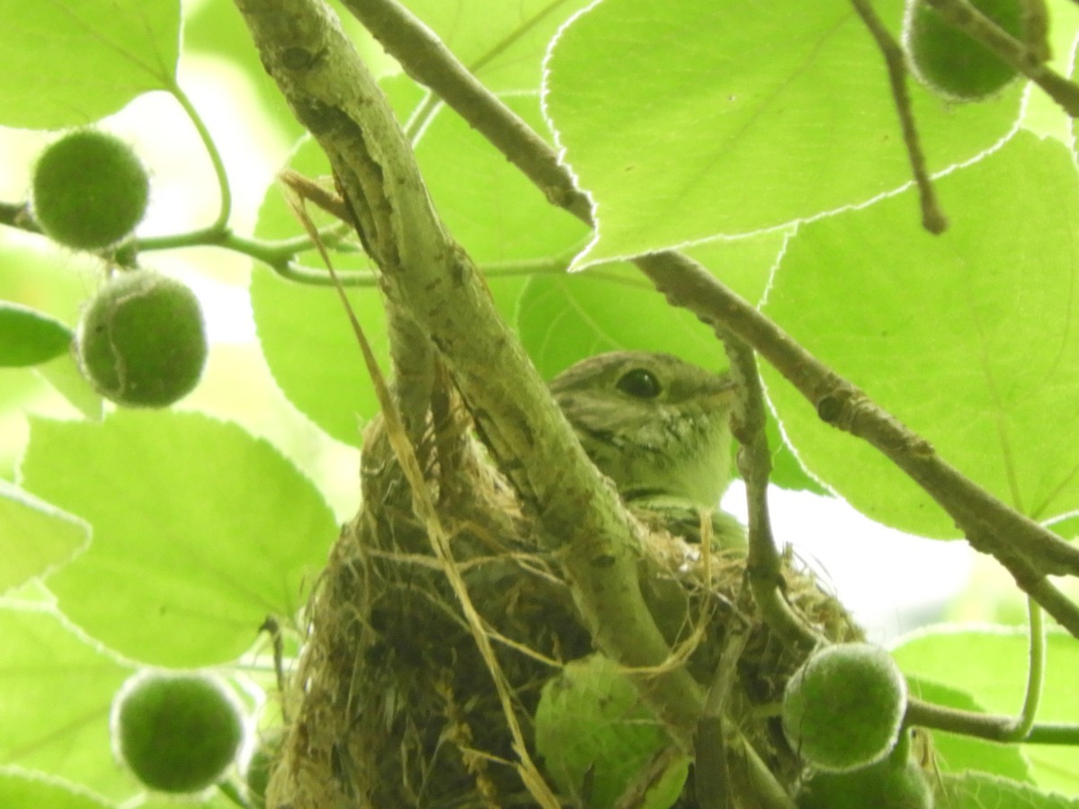 Acadian Flycatcher - ML588885001