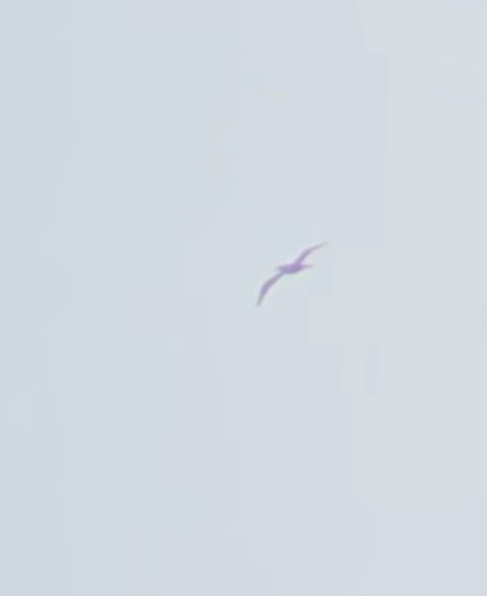 Brown Booby - ML588885141