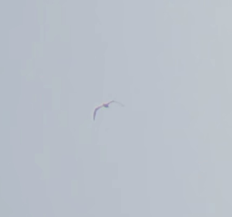 Brown Booby - ML588885151