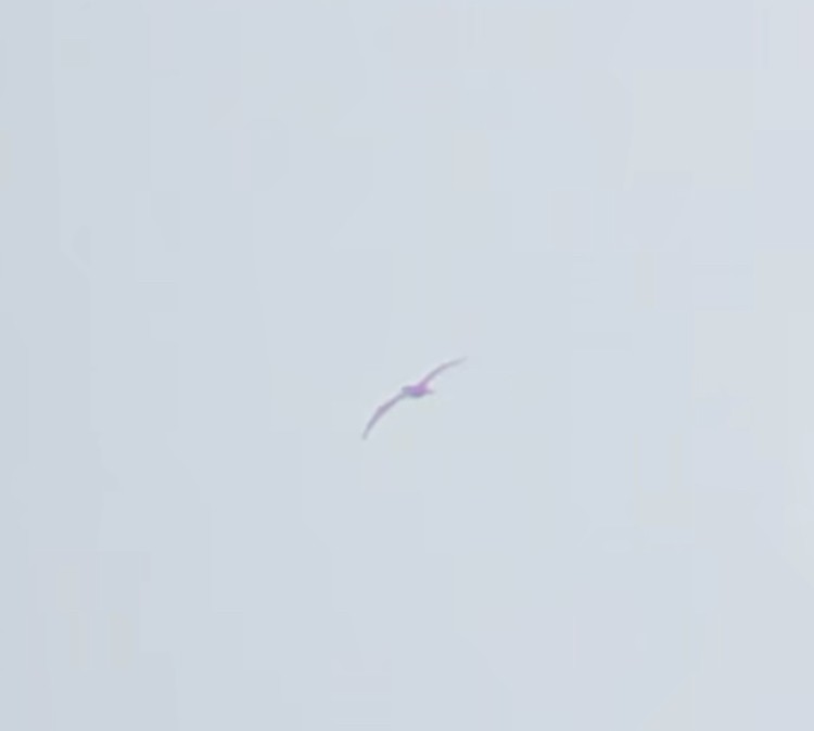 Brown Booby - ML588885161