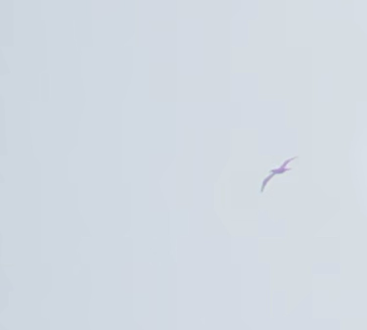 Brown Booby - ML588885171