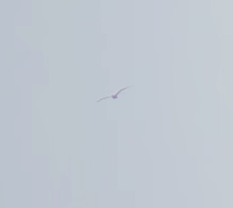 Brown Booby - ML588885181