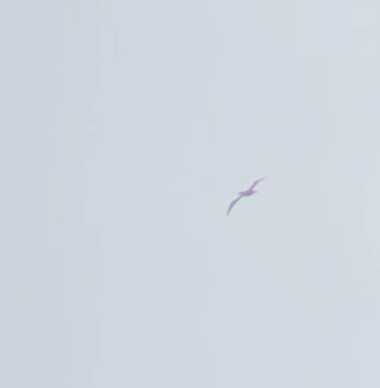 Brown Booby - ML588885191