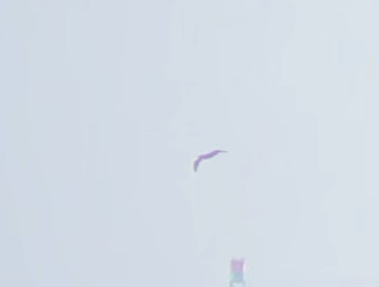 Brown Booby - ML588885211