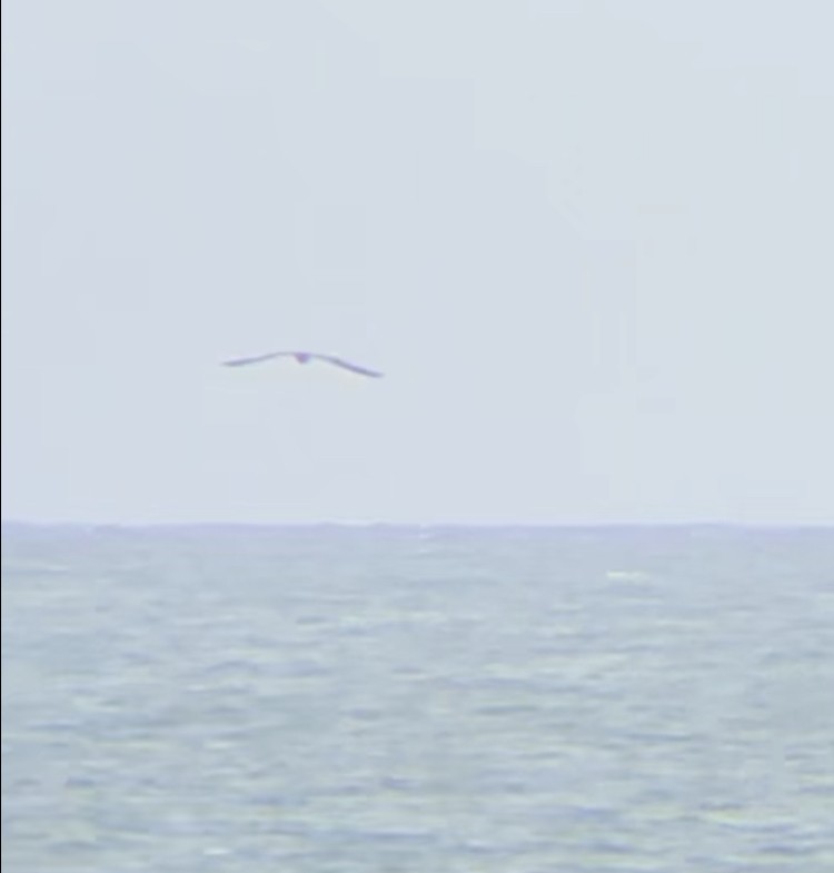 Brown Booby - ML588885221