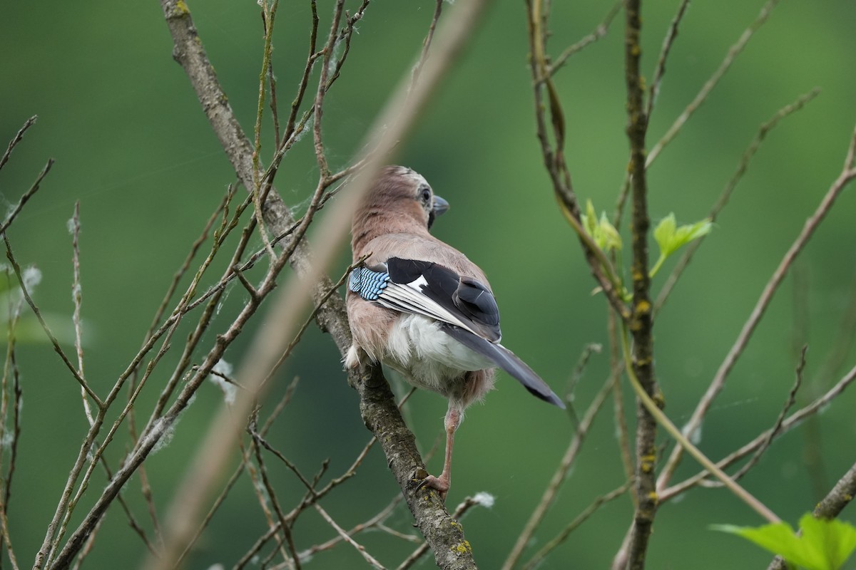 Eurasian Jay - ML588886311