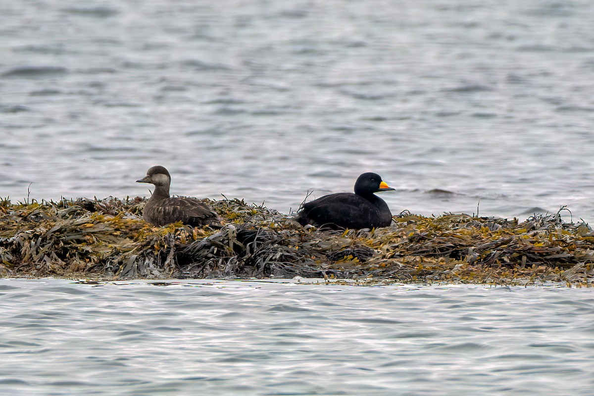 Black Scoter - ML588886941