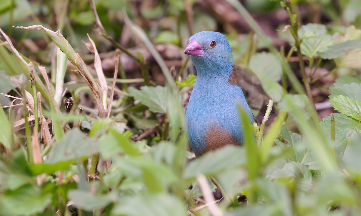 Blue-capped Cordonbleu - Steve Kelling