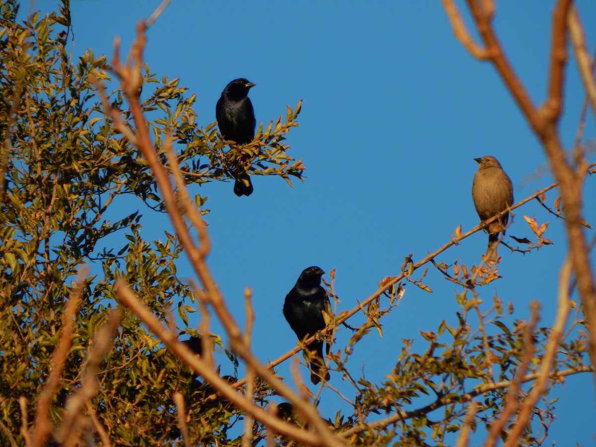 Shiny Cowbird - ML588887491