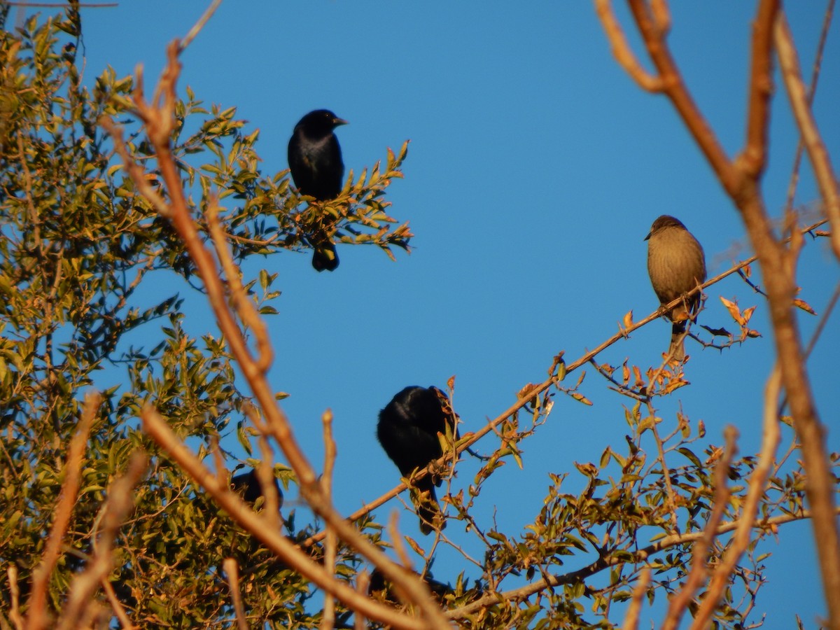 Shiny Cowbird - ML588887501
