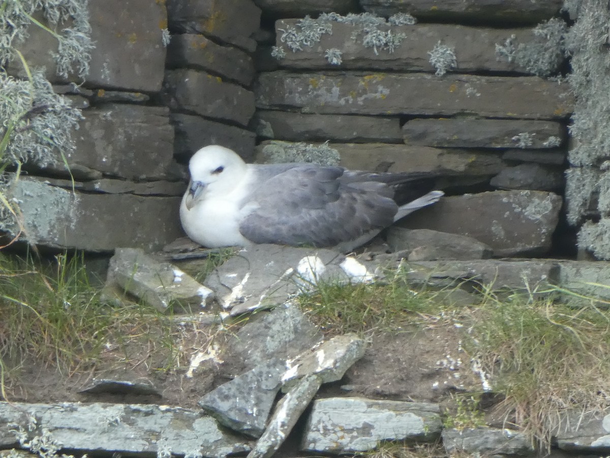 Northern Fulmar - Josephine Cox