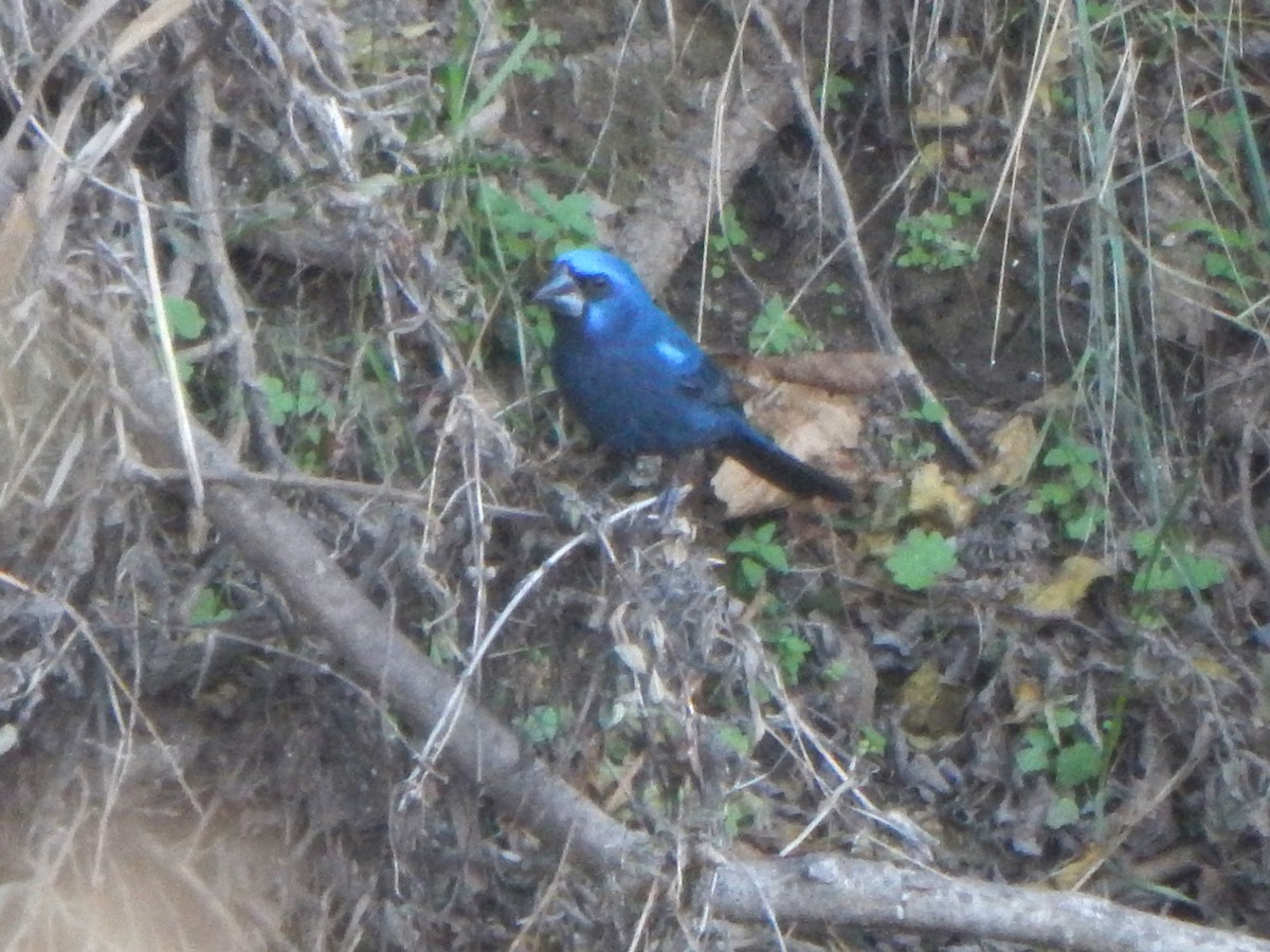 Ultramarine Grosbeak - ML588887611