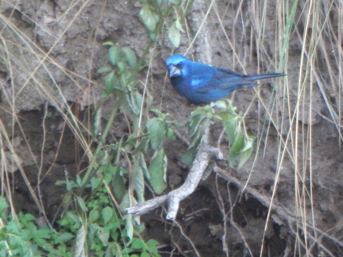 Ultramarine Grosbeak - ML588887621