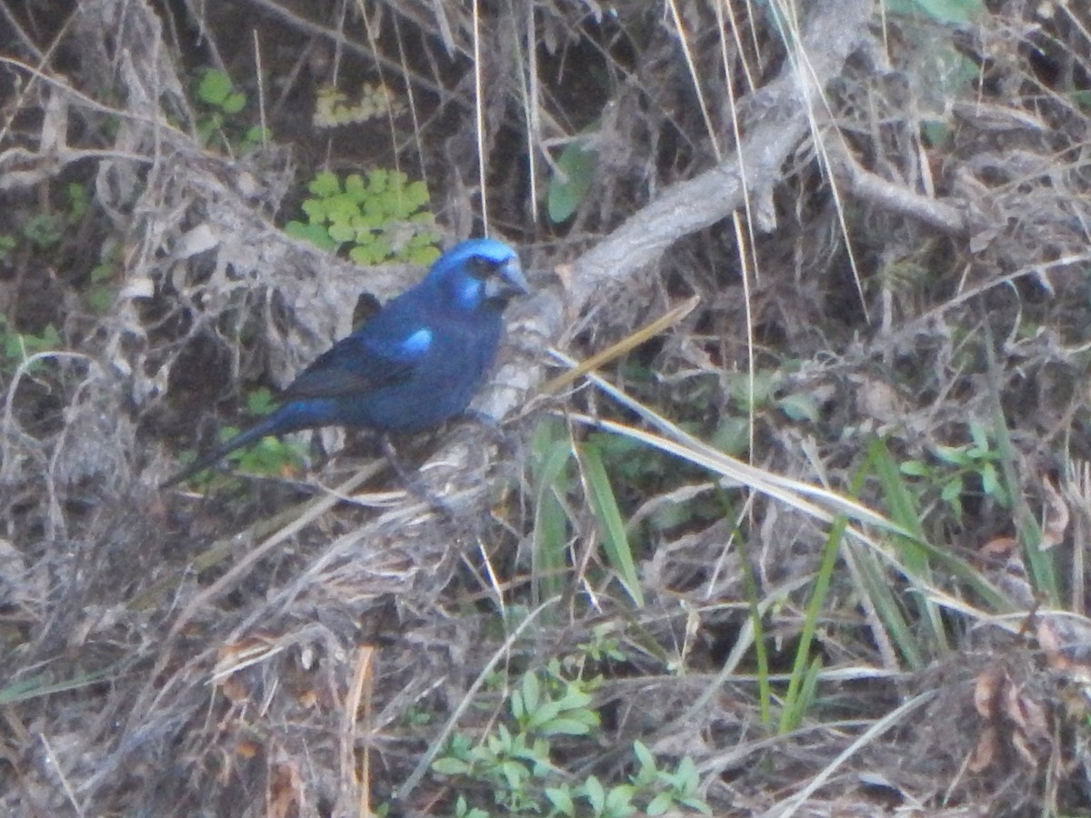 Ultramarine Grosbeak - ML588887631