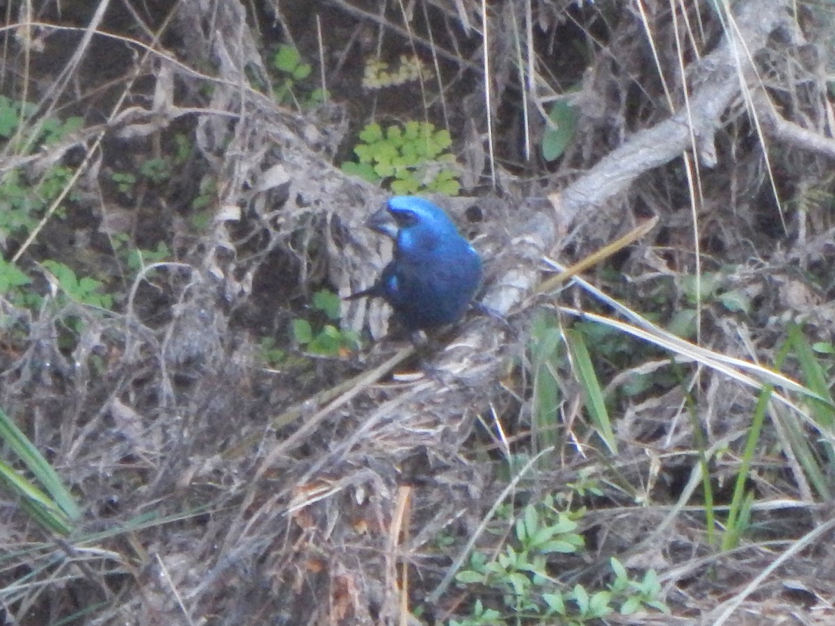 Ultramarine Grosbeak - ML588887641