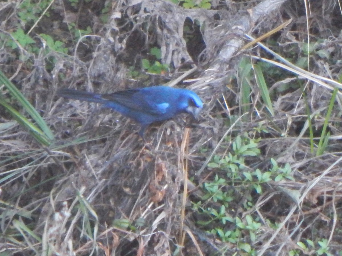 Ultramarine Grosbeak - ML588887651