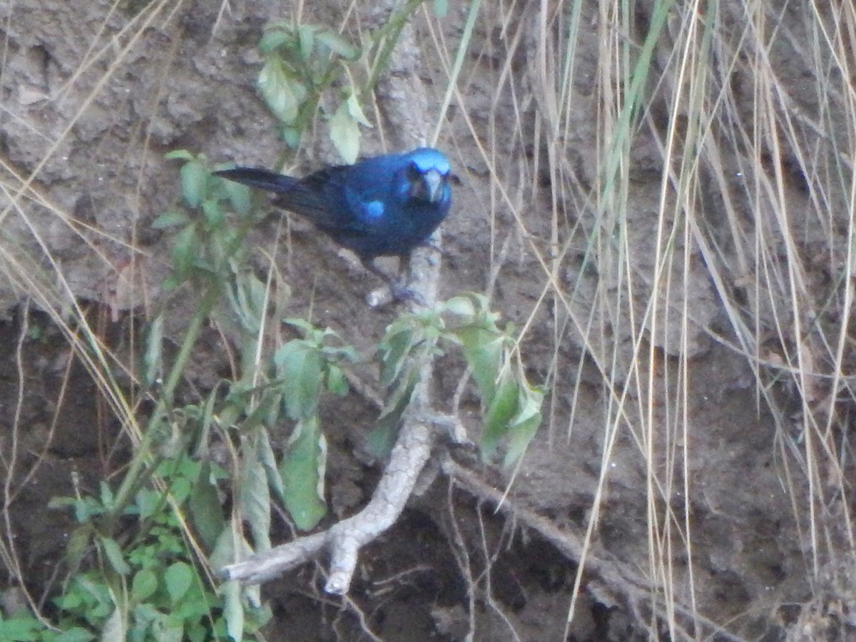 Ultramarine Grosbeak - ML588887661