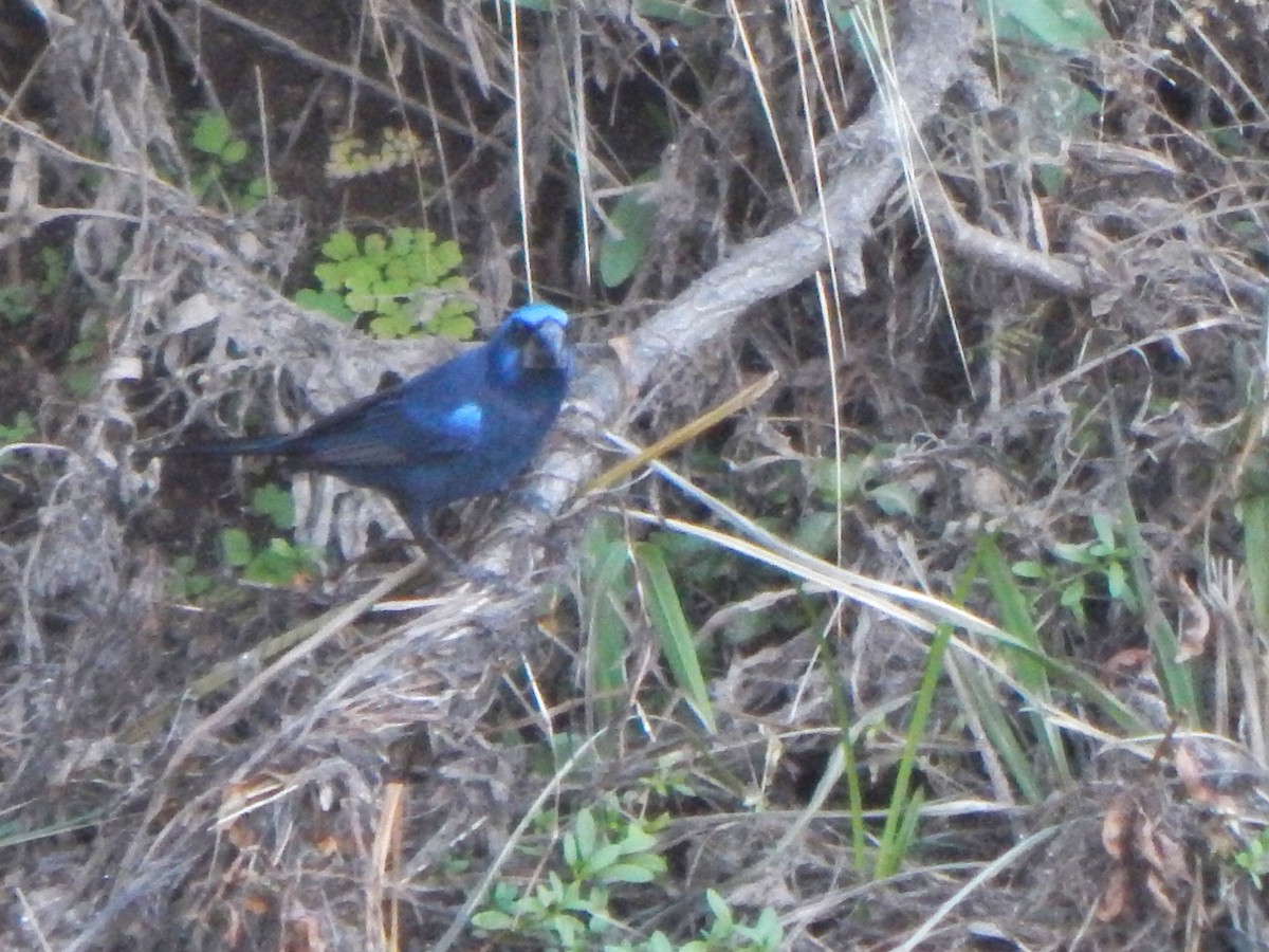 Ultramarine Grosbeak - ML588887671