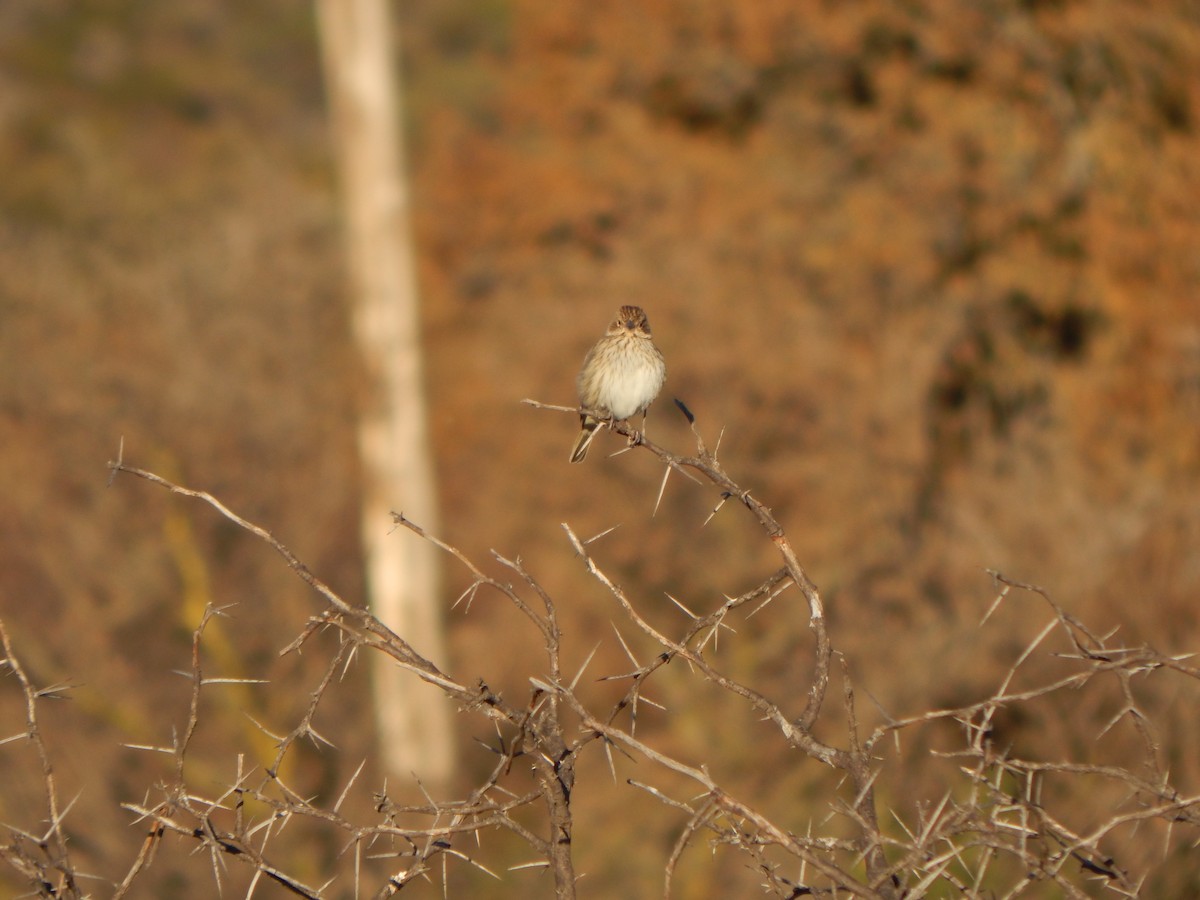 Saffron Finch - ML588887881
