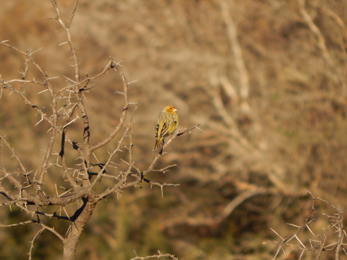 Saffron Finch - ML588887891