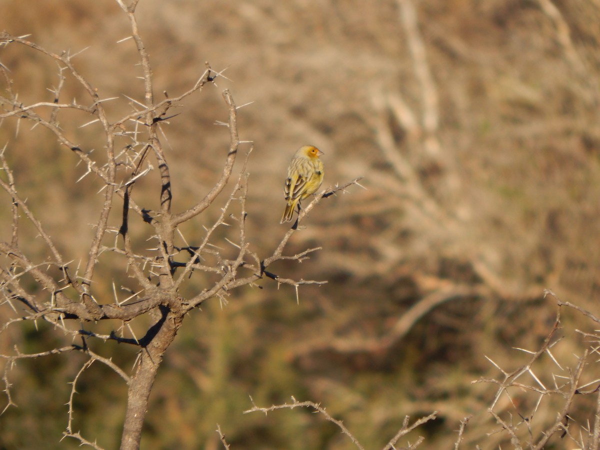 Saffron Finch - ML588887901