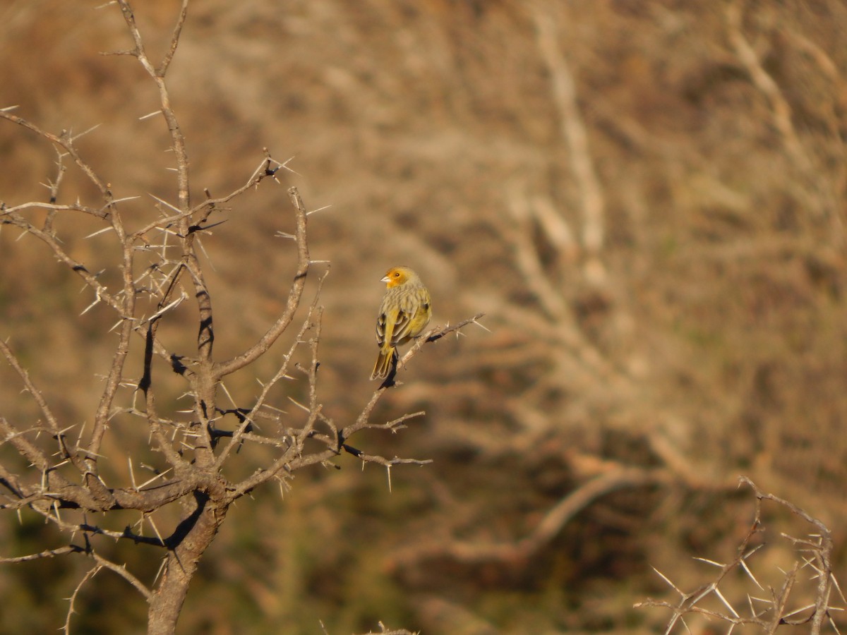 Saffron Finch - ML588887911