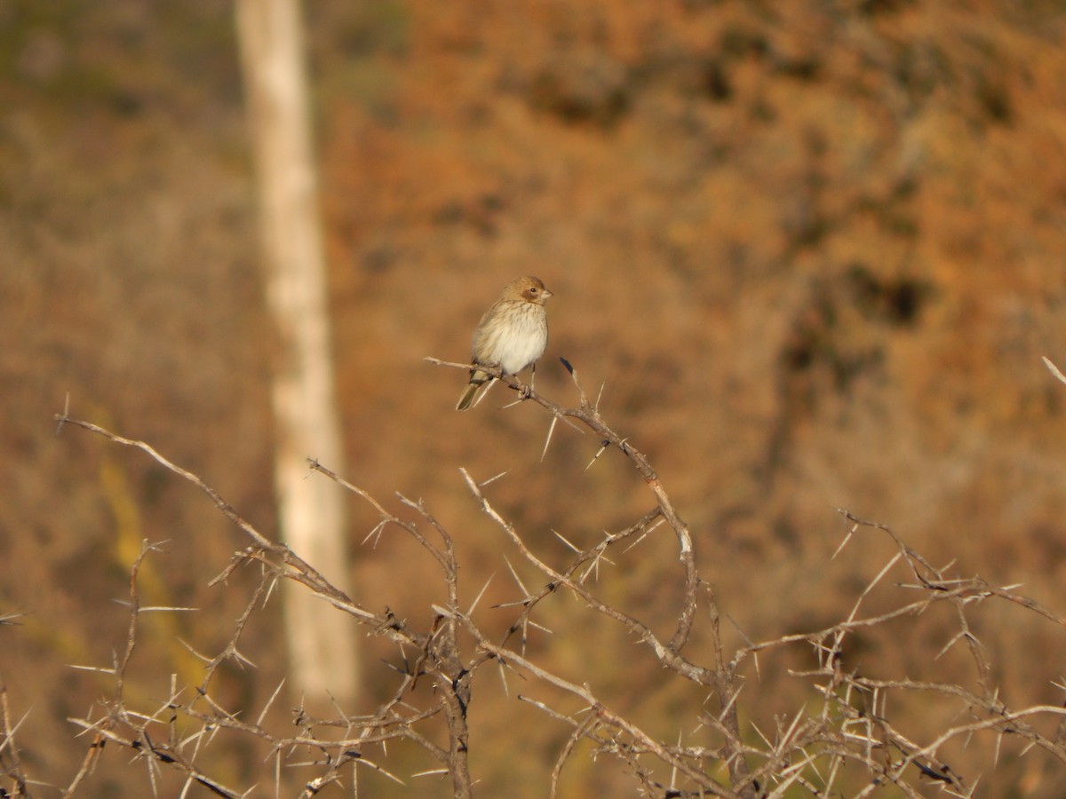 Saffron Finch - ML588887921