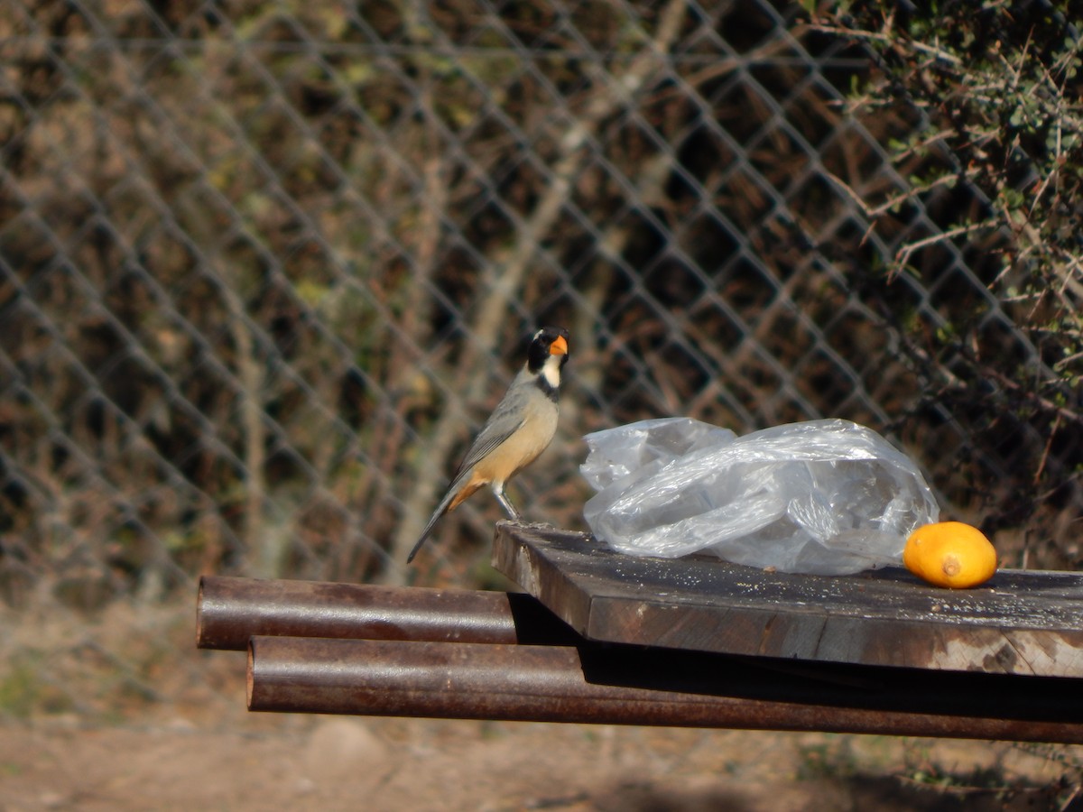 Golden-billed Saltator - ML588888021