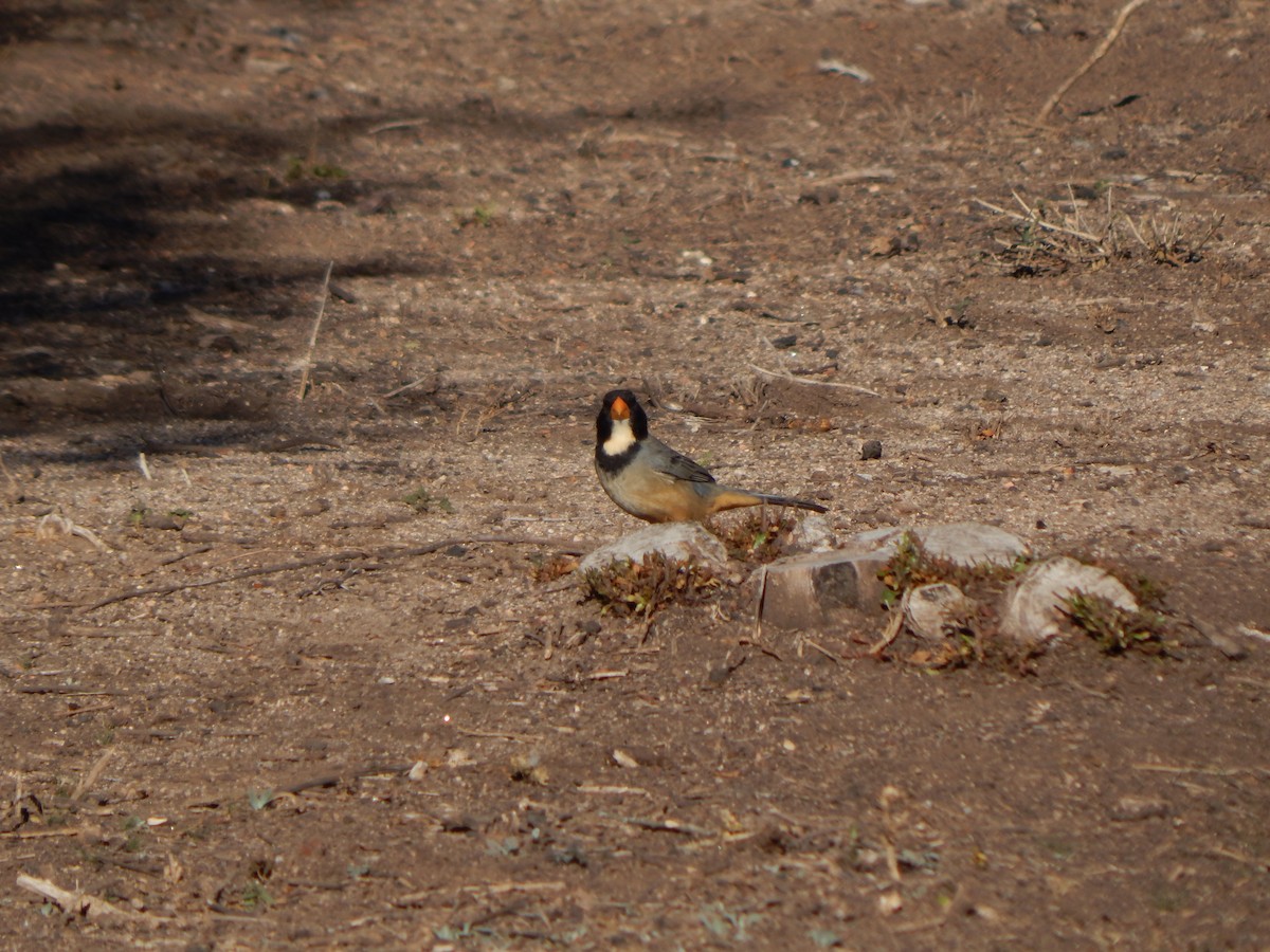 Golden-billed Saltator - ML588888031