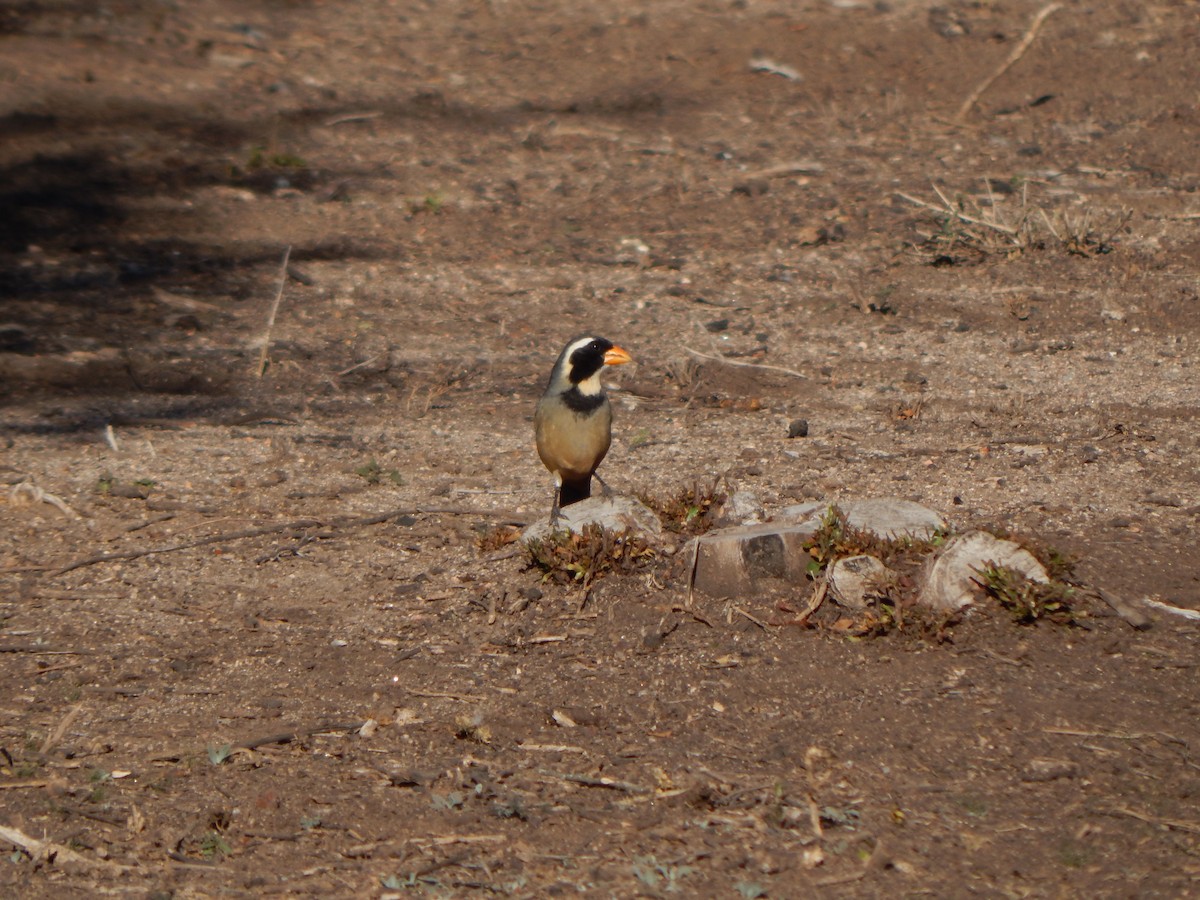 Golden-billed Saltator - ML588888041