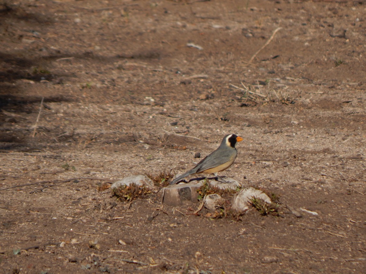 Golden-billed Saltator - ML588888051