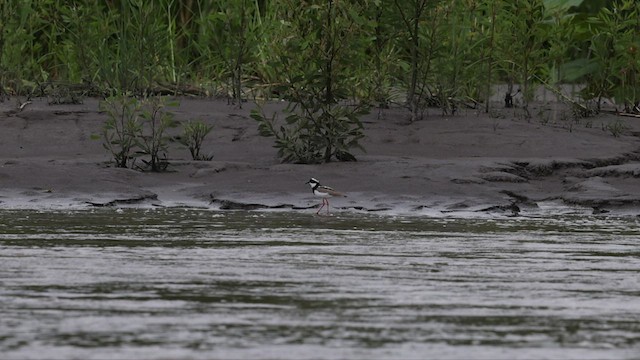 Pied Plover - ML588888121