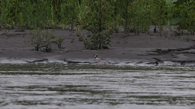 Pied Plover - ML588888121