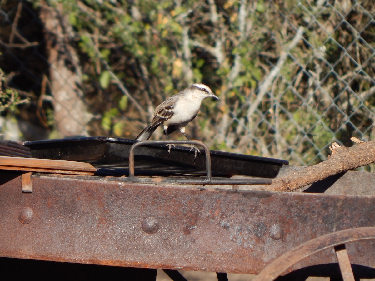 Chalk-browed Mockingbird - ML588888131
