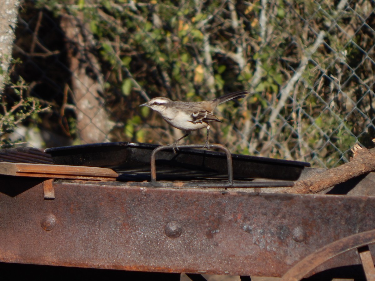 Chalk-browed Mockingbird - ML588888141