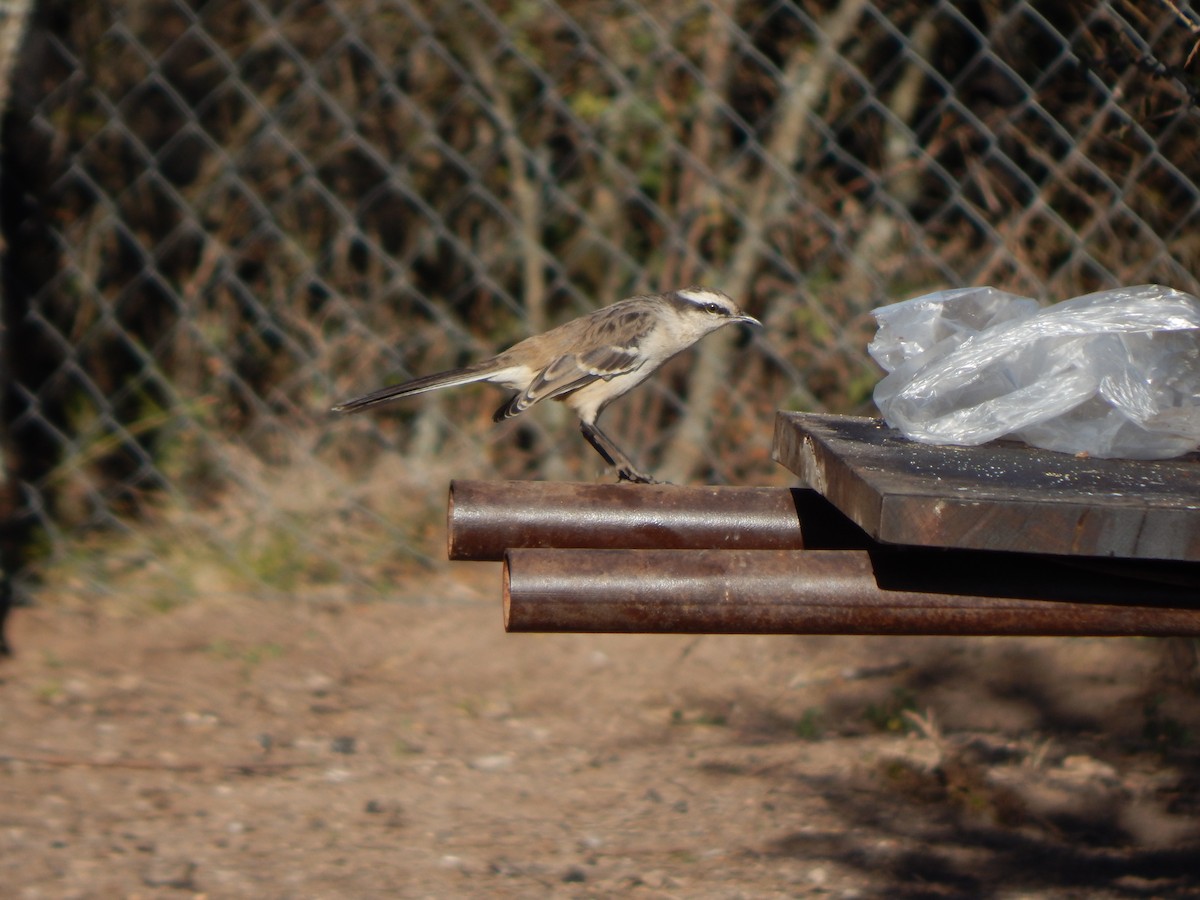 Chalk-browed Mockingbird - ML588888151