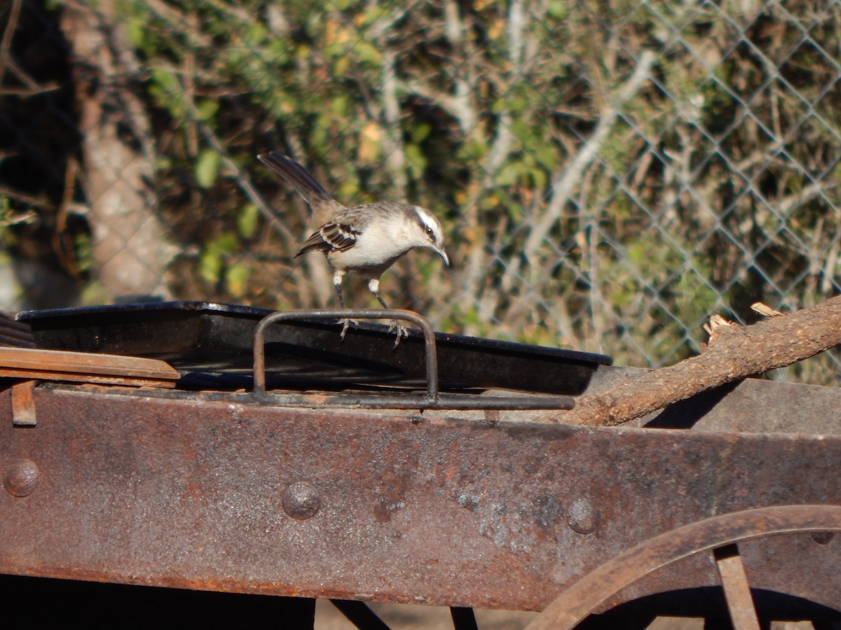 Chalk-browed Mockingbird - ML588888161