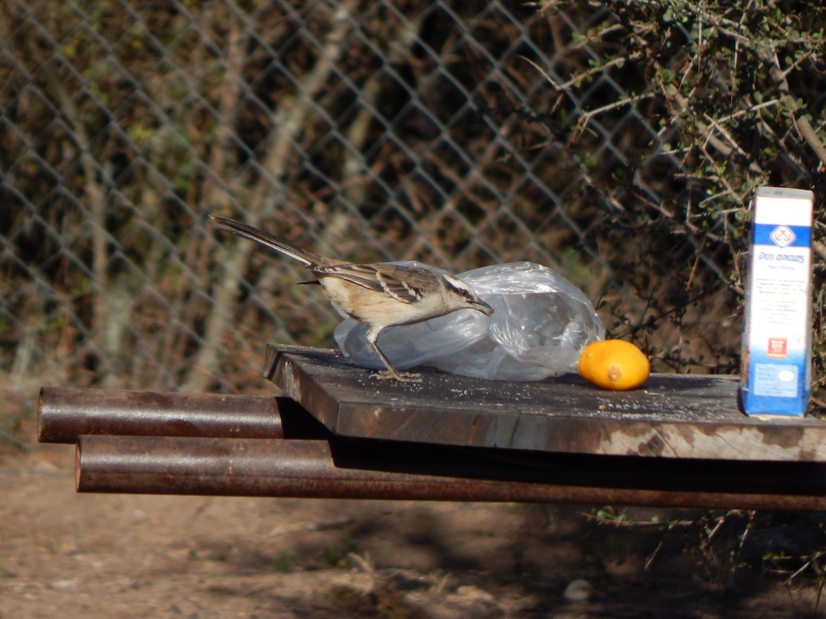 Chalk-browed Mockingbird - ML588888171